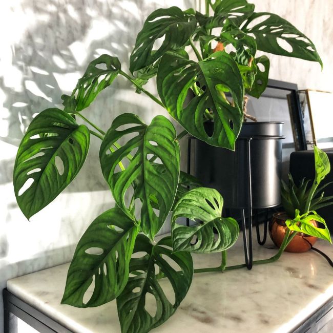 Monstera (Non-Variegated Varieties)