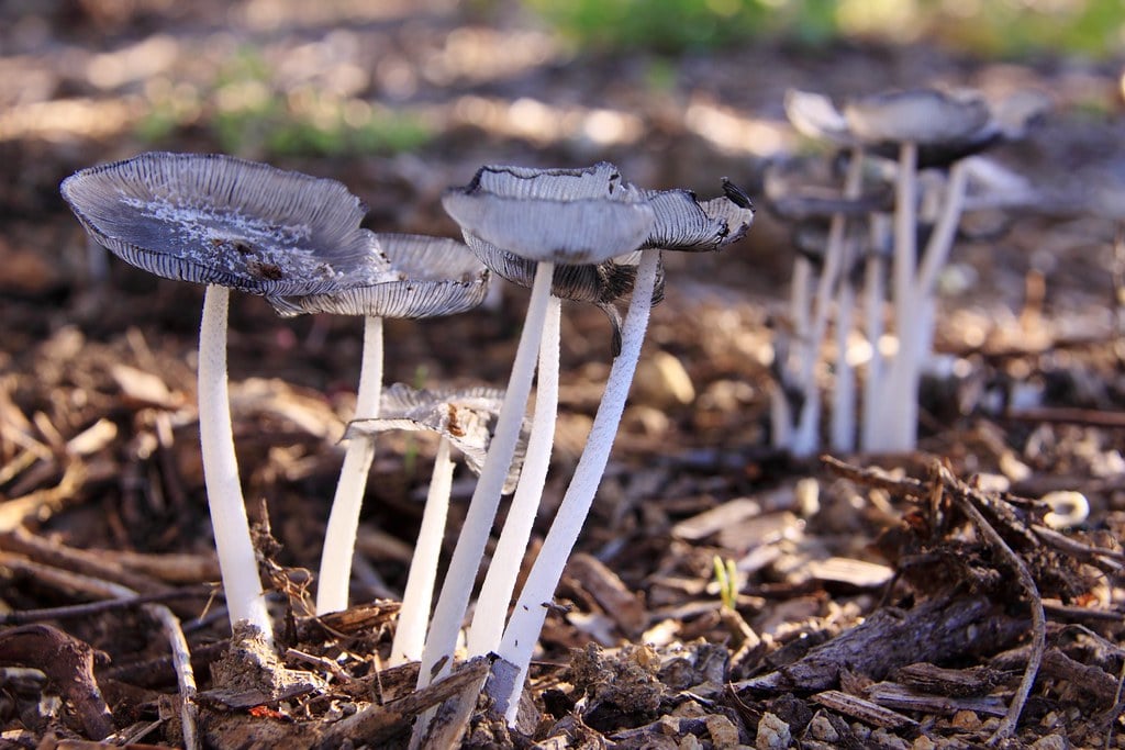 Mushrooms in Mulch