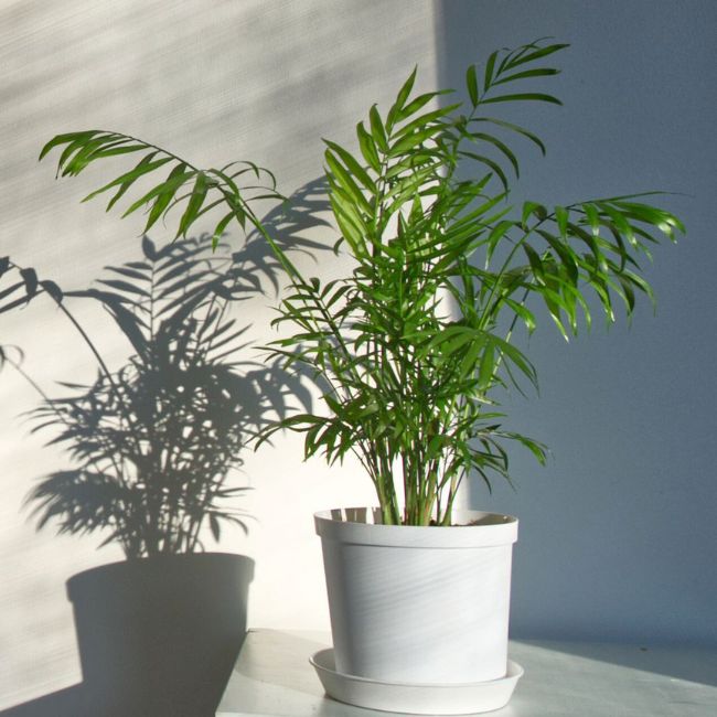 Parlor Palm