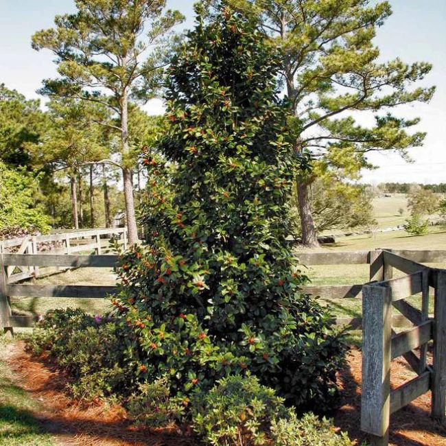 Robin Red Holly Tree