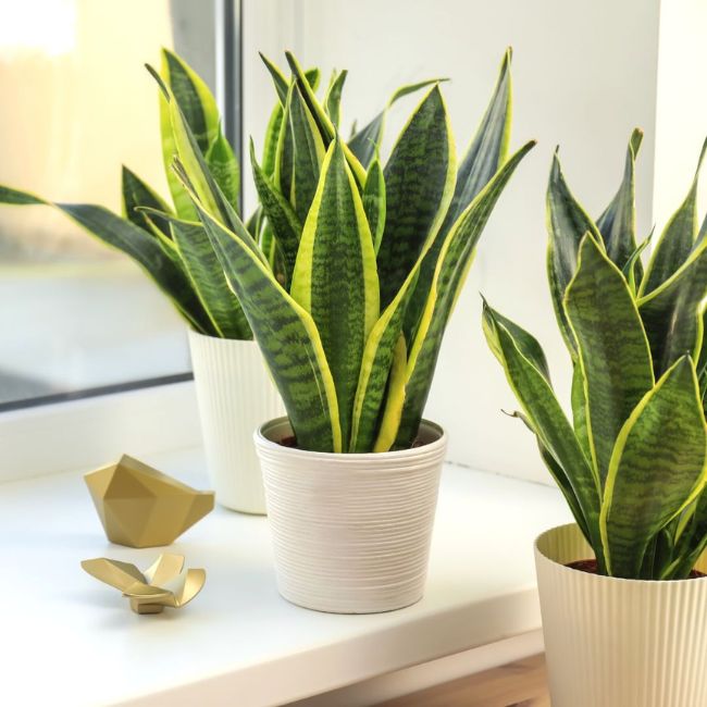 Sansevieria (Snake Plant)