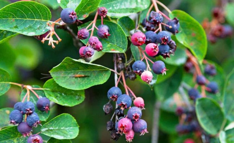Serviceberry_Autumn_Brilliance