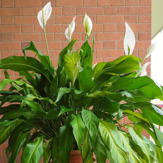 Spathiphyllum (Peace Lilies)