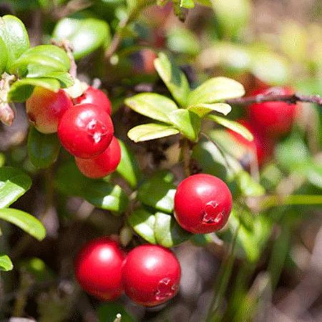 Stevens Cranberry Bush