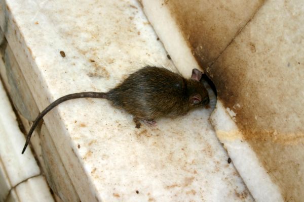 rat getting through hole