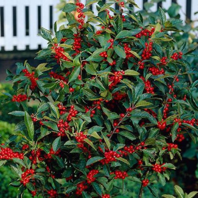 Winter Red Winterberry Holly