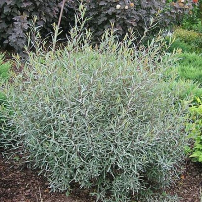 Arctic Blue Dwarf Willow