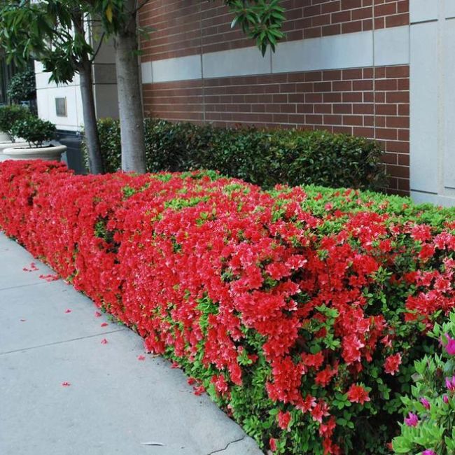 Autumn Fire™ Encore® Azalea Shrub