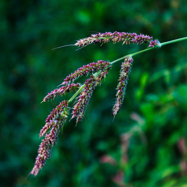 Barnyard Grass or Junglerice