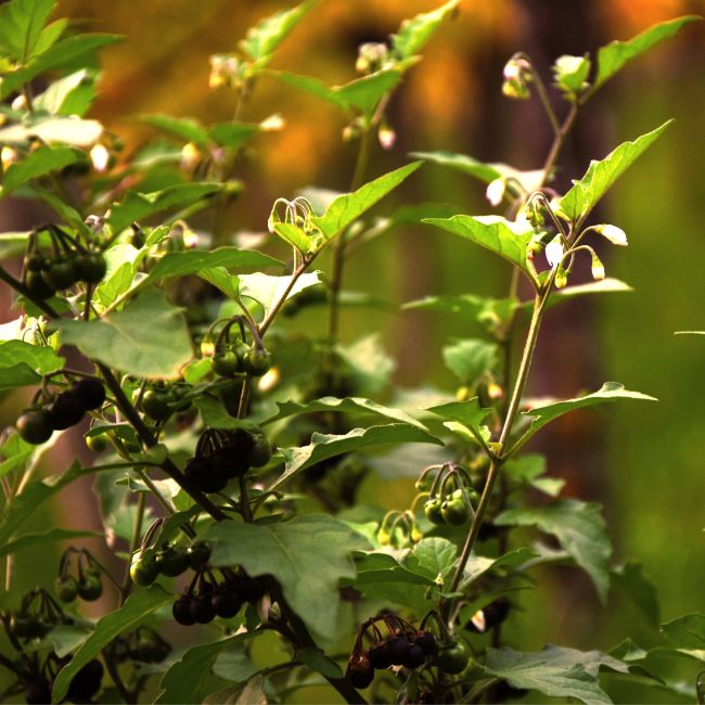 Black Nightshade