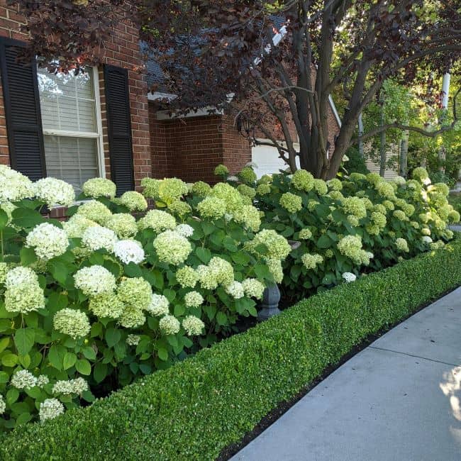 Boxwood-And-Hydrangea-2.hyd