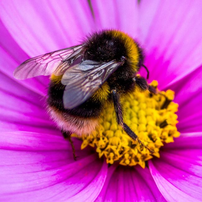 Bumblebee on flower