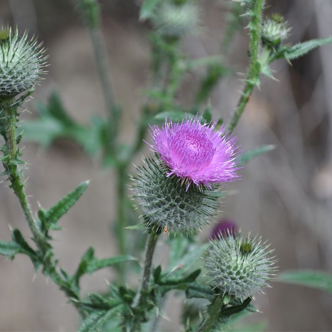 Canada Thistle