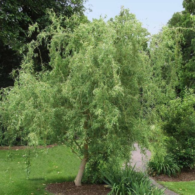Corkscrew Willow