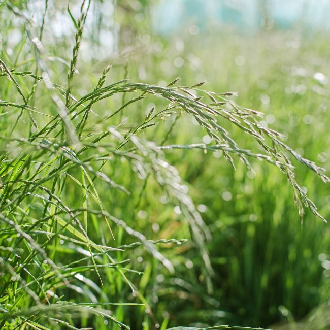 Couch grass or Quackgrass