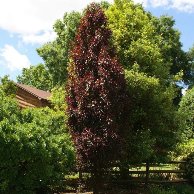 Crimson Pointe Purple Leaf Plum Tree