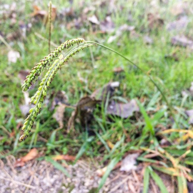 Dallisgrass
