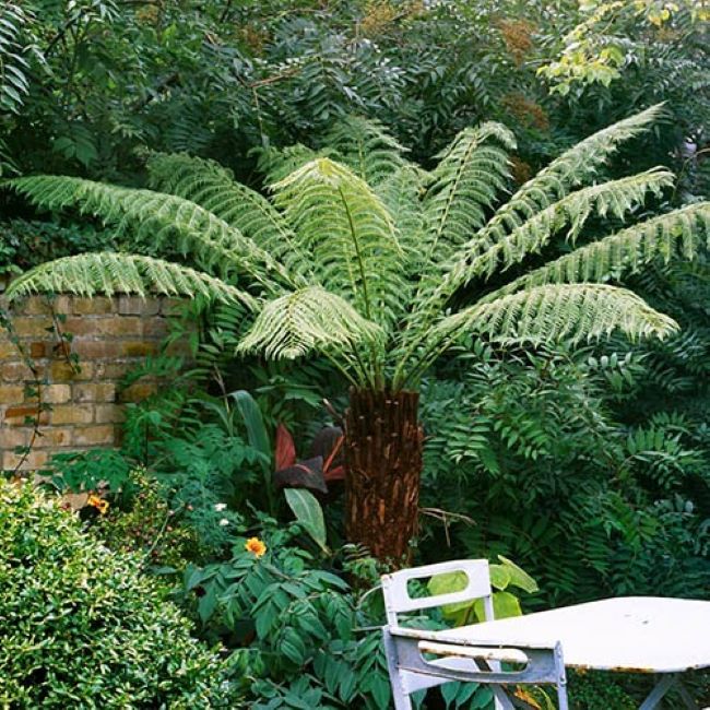 Dicksonia Antarctica