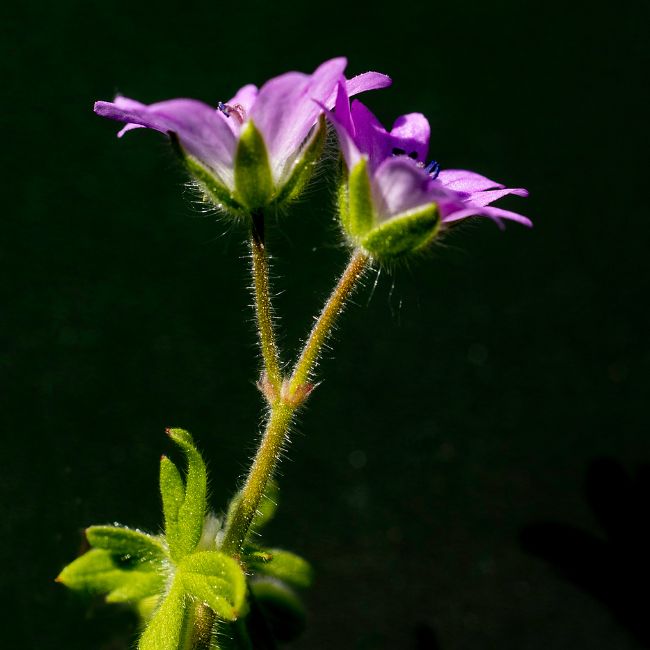 Dove’s Foot Crane’s Bill