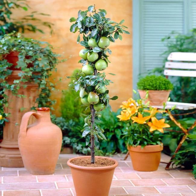 Dwarf Apple Trees