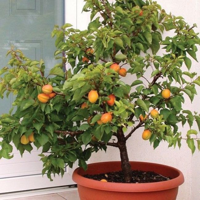Dwarf Apricot Trees