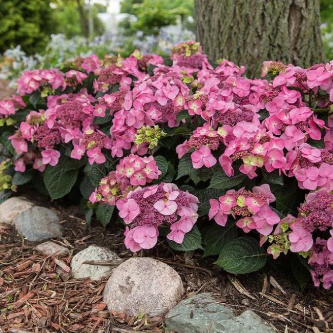Endless Summer® Pop Star® Bigleaf Hydrangea