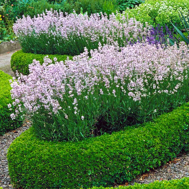 english boxwood