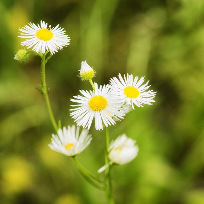 Erigeron strigosus