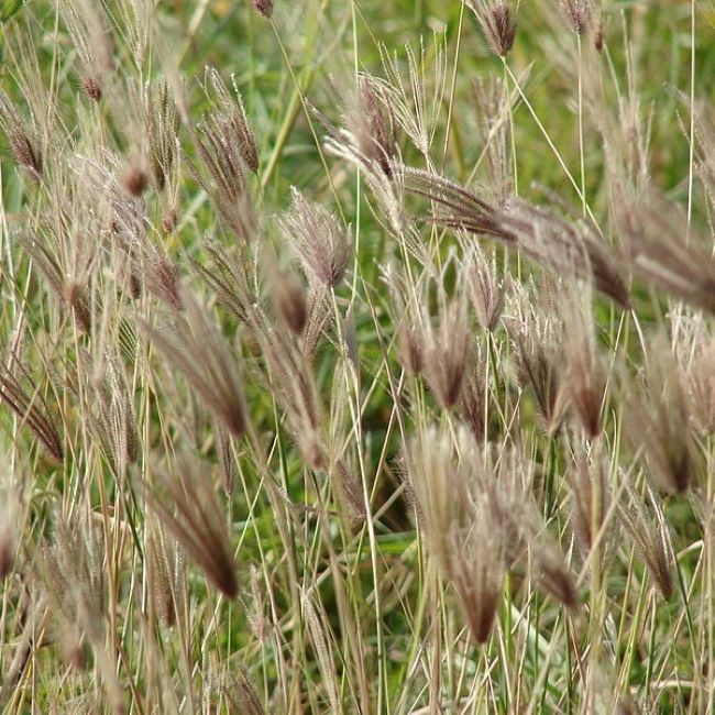 Feather Finger Grass