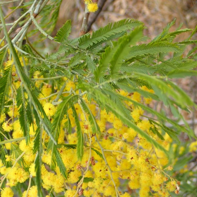 Acacia filicifolia