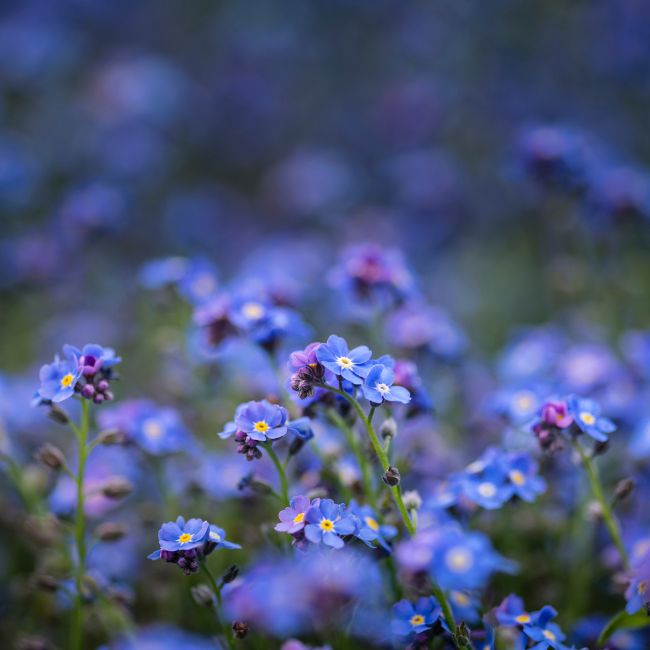Forget-Me-Nots