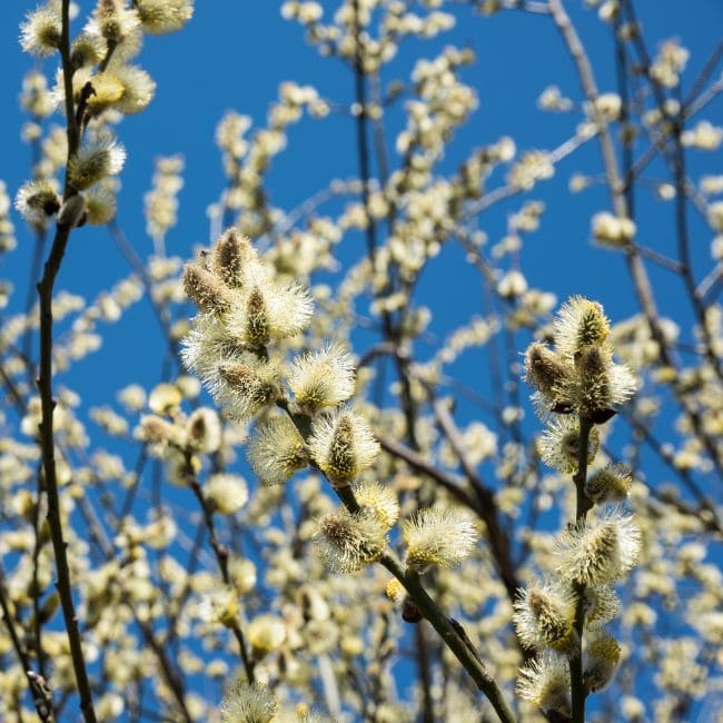 Goat Willow