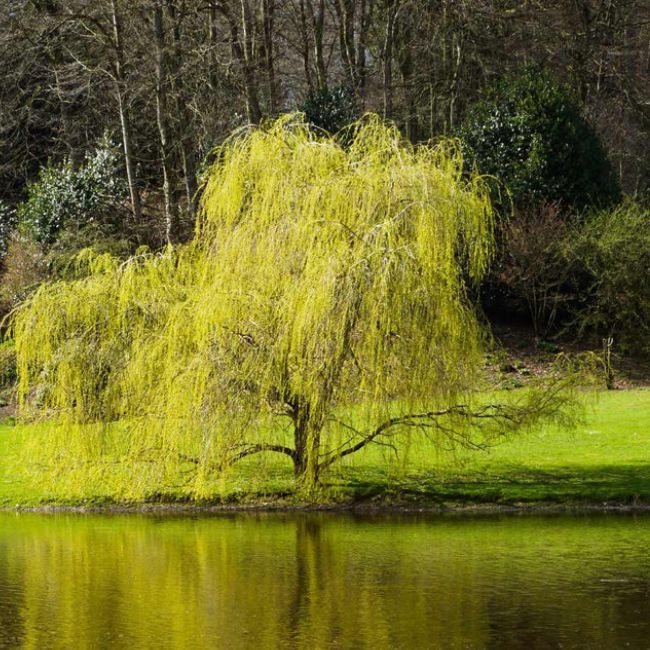 Golden Curls Weeping Willow