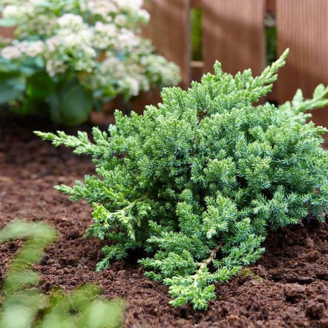 Green Mound Juniper