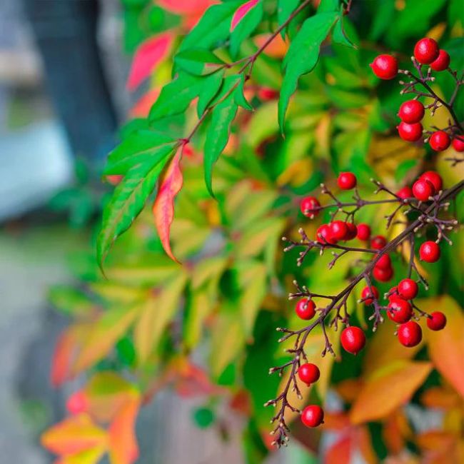 Gulf Stream Heavenly Bamboo