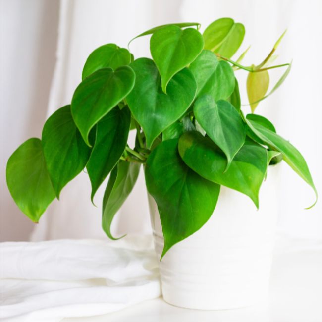 Heartleaf Philodendron