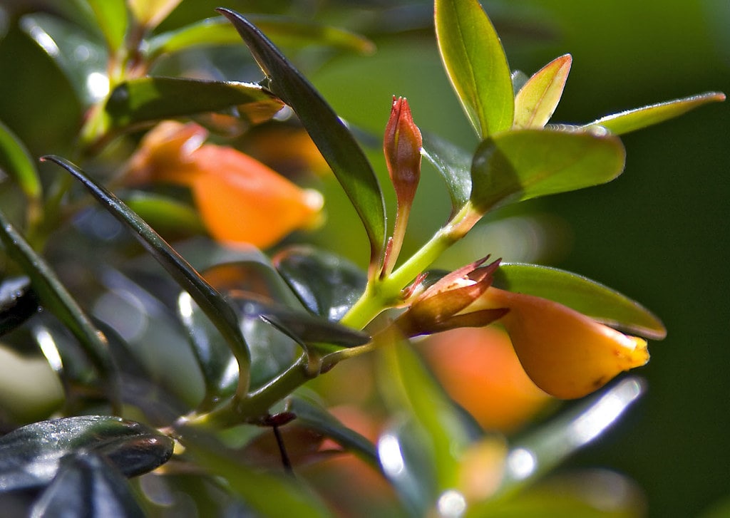 How Do I Know If My Pet Ate a Poisonous Plant