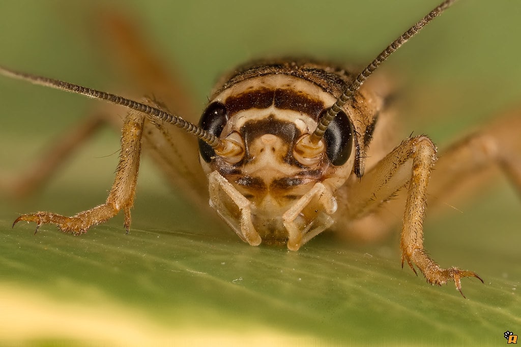 How To Get Rid of Crickets