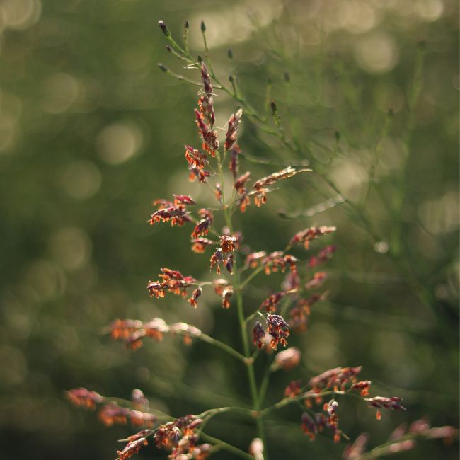 Johnson Grass