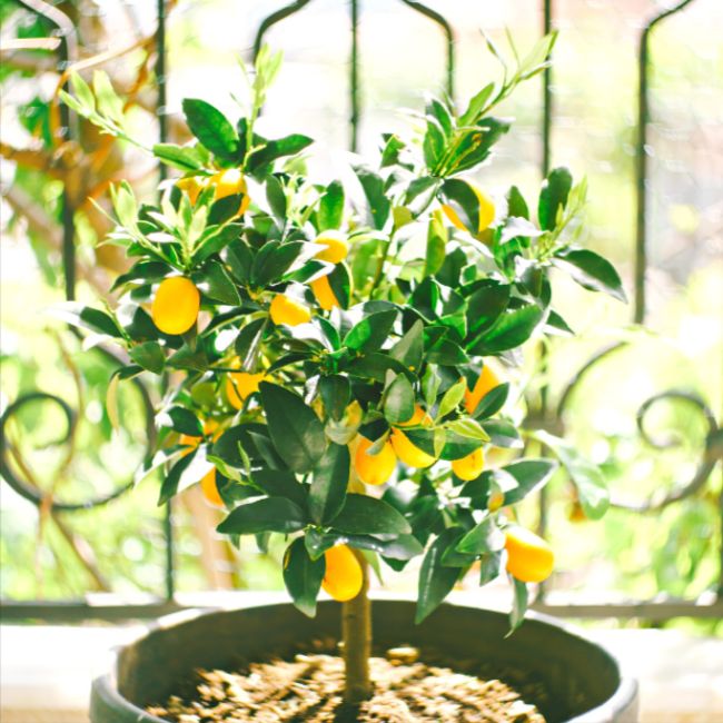 Kumquat Tree