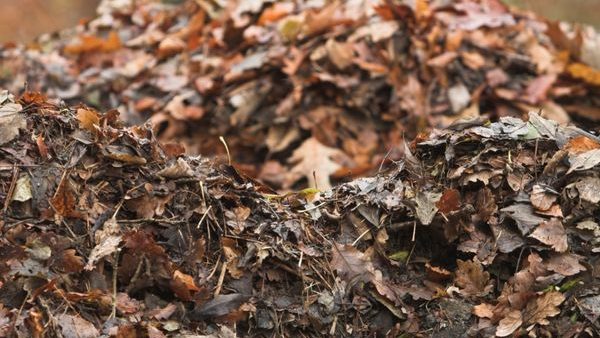 Leaf Mulch