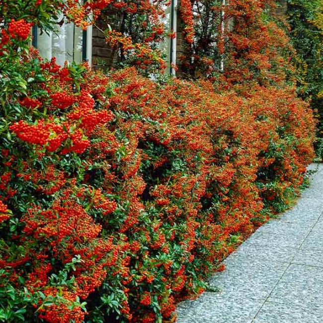 Mohave Pyracantha (Firethorn) Shrub