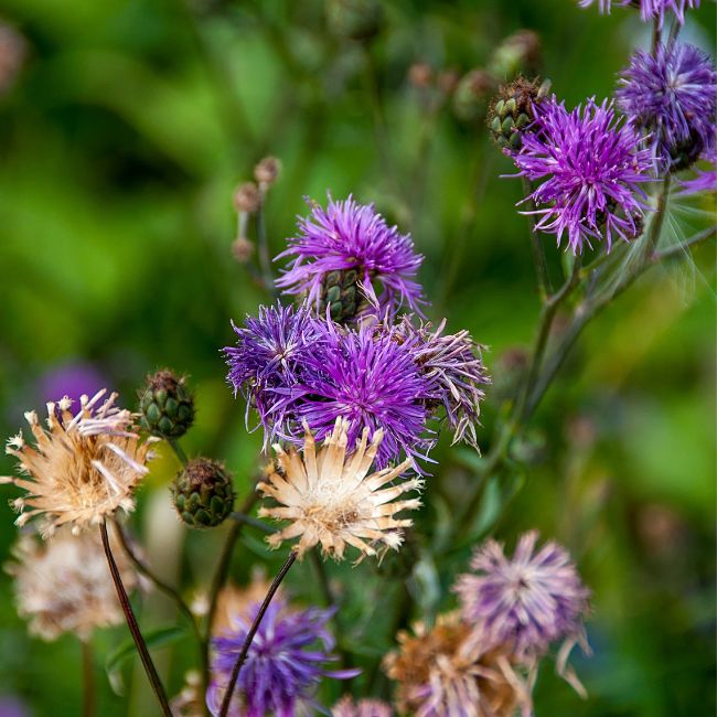 Musk Thistle