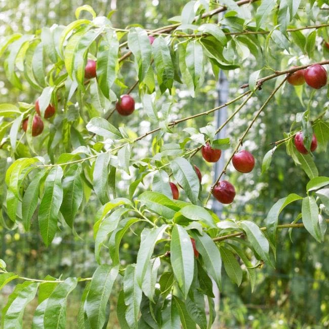 Nectarine Tree