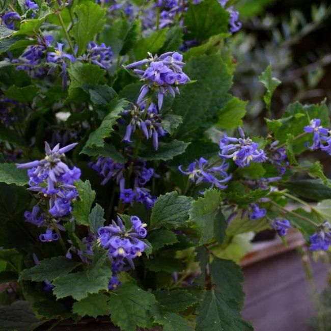 New Love Clematis Shrub