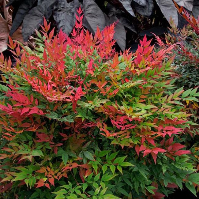 Obsession™ Nandina Shrub