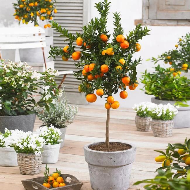 Orange Trees