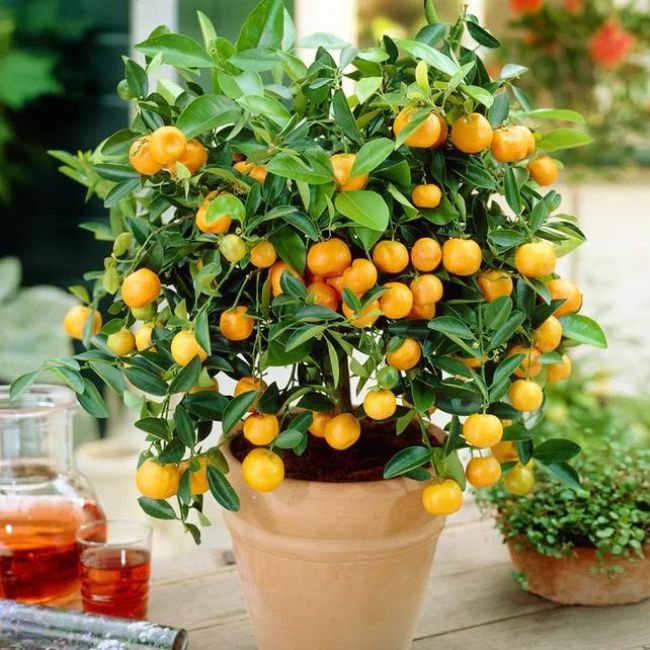 Orange Trees
