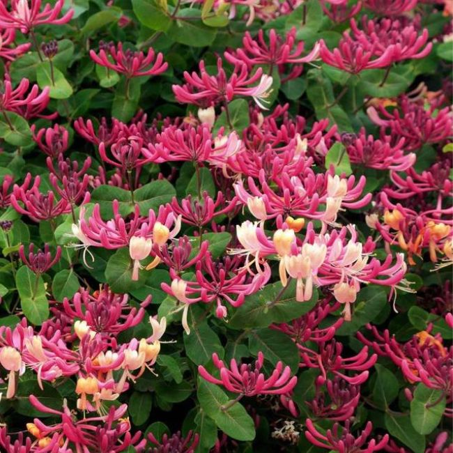 Peaches & Cream Honeysuckle Vine