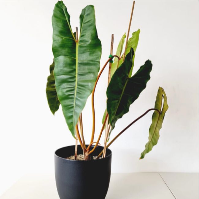 Philodendron Atabapoense